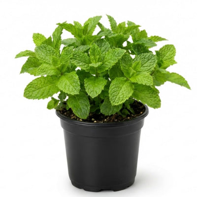 Mojito Mint Plant, Live 4-6 Inch in 4 Inch Pot - Fresh Mint Herb Plant for Indoor Outdoor Growing
