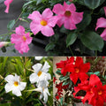 Set 2 Mix Mandevilla Live Plants, 5-9" Tall Mandevilla Plant Potted, Well Rooted Perennial Flowers Shrub Plants, Ornamental Plants for Outdoors