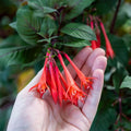 2 Red Fuchsia Plants Live, Hardy Fuchsia Flower for Hanging Baskets and Containers, Plugs 3-5" Tall