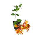 Honeysuckle Plant Live for Planting, Lonicera Honeysuckle Vine, Very Hardy, in 2.5 Inc Pot, Fragrant Red Orange Bloom