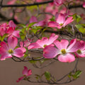 Pink Dogwood Tree Live Plant in 2.5" Pot, Well Rooted 6-12" Pink Flowering Dogwood Tree Plant Live, Dormant for Planting