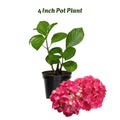 Pink to Deep Red Hydrangea Flower Plant Live 4" Pot, Hydrangea Shrub Flower Plants for Outdoor or Indoor Planting, Change Color Perennial Plant
