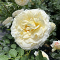 White Rose Bushes Ready to Plant, Climbing Roses Live Plants Fragrant, 6-8 Inc Tall in Pot, Year-Round Blooming, Can Grow as Bush or Climber