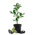 Black Chokeberry Plant, Chokeberry Plant Live, 5-9 Inc Tall, Hardy Fruit Tree for Outdoor Garden
