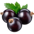 Live Currant Bush Plant Fast Growing, Ready Bear Fruit Within 1 Year - No NC, WV, NH, 6-14" Tall, Great for Backyard or Orchard Growing, Currant Plant (Black-Purple)