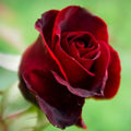 Velvet Red Black Climbing Rose Live Plant, Can Grow As Rose Bushes Shrubs, Fragrant Ready to Plant, Starter Size, 5 to 10 Inc Tall, Dormant in Winter