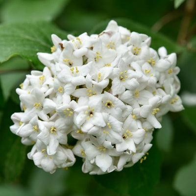 Random Viburnum Tree Live Plant Shrub in Pot, 8 Months Old Bush Ready to Grow Ready to Grow Outdoor Fragrant, 6-12"