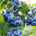 Emerald Blueberry Plant Live for Planting, Blueberry Bushes for Planting, 4"-7" Cold Hardy Blueberries Southern Highbush