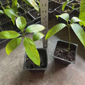 2 Yellow Ataulfo Mango Trees Live Plants, Zones 9-11, Mango in 4" Pot, Starter 5 to 6" Tall, Tropical Flavor