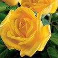 Yellow Rose Bush Plant Live, Fragrant Rose Bushes Plant Live, Rose for Planting, Starter Size, 4 to 10 Inc Tall