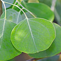Live Eucalyptus Plant, Silver Dollar Eucalyptus Live Plant, Eucalyptus Plant Live, Live Eucalyptus Tree, Live Eucalyptus Plant Indoor