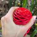 8 Red Awapuhi Shampoo Ginger Roots Rhizomes, 9 Months Old Roots, Fresh Zerumbet Zingiber Red Ginger Rhizomes Oudoor Planting, Pinecone Lily Ginger Flowers Cold Hardy
