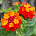 2 Red Lantana Plants Live Trees, Ready to Bloom, Hardy Long Blooming Seasons, Vibrant Colorful Perennial Fragrant, 5-10" in Tall, Full Sun Growing