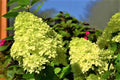 Lime Hydrangea Tree Live Plant, Light Green Change Color Hydrangea Flowers in 4" Pot, for Your Garden, Well Rooted
