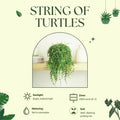 String of Turtles Succulent, Live Trailing Houseplant, Hanging String of Turtles Plant in 3 Inch Pot