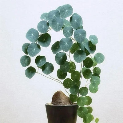 Stephania Cephalantha Caudex Plant, Rare Mini Succulent Vine with No Hair Roots, 2.5-3 Inch Wide, Indoor Gardening