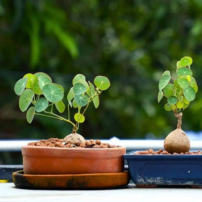 Stephania Cephalantha Plant Medium Caudeux 3-3.5 Inch Wide, No Hair Roots Rare Succulents, Cold Hardy Indoor Houseplant