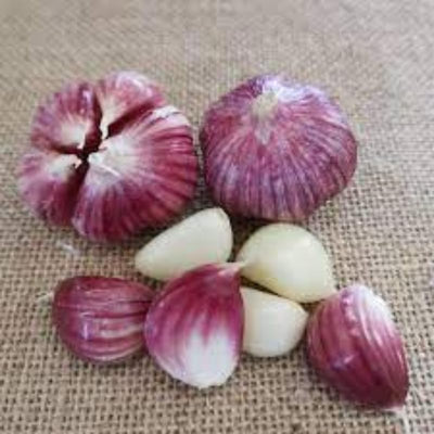 1/2 LB Red Chesnok Garlic Bulbs for Planting in Fall, High Yield Hardneck Garlic Cloves Seeds, Fresh, Cold Hardy and Fast Growing, Various Varieties