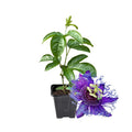 2 Abundant Bloom Curly Purple Passion Flower Plants Live, Passiflora Live Plant for Trailing, Climbing Trellis Outdoor, 5-9" in Tall, Perennial, Fragrant