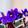 Blue African Violet Plant Live, Blue Violet Flower, 3-5 Inches Tall