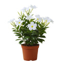 Set 2 of White Mandevilla Plant for Garden, 4 Inc to 7 Inc Tall, Mandevilla Vine Plant Live