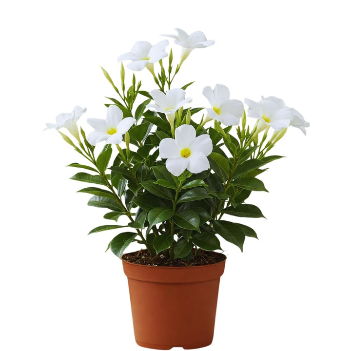 Set 2 of White Mandevilla Plant for Garden, 4 Inc to 7 Inc Tall, Mandevilla Vine Plant Live