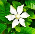 2 Frostproof White Jasmine Plants Live, Gardenia Plant Indoor Outdoor, Very Fragrant, 4 to 7 Inc Tall Live Jasmine Stree Plant, Hardy Zones 7-10