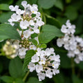 2 Traling White Lantana Plants Live Trees, Ready to Bloom, Hardy Long Blooming Seasons, Vibrant Colorful Perennial Fragrant, 5-10" in Tall, Full Sun Growing
