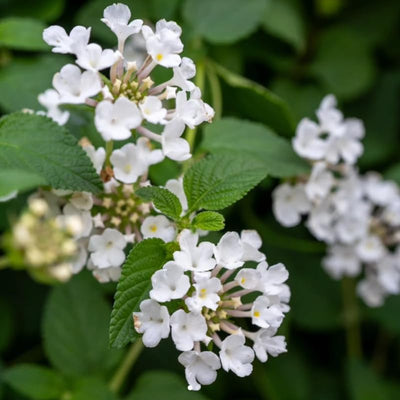 2 Traling White Lantana Plants Live Trees, Ready to Bloom, Hardy Long Blooming Seasons, Vibrant Colorful Perennial Fragrant, 5-10" in Tall, Full Sun Growing