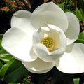 Sweetbay Magnolia Tree Live Plant for Planting, Magnolia Plant Live 8 to 14 Inches Tall, in Quart Pot, White Magnolia Bush Fragrant Magnolia Flowers