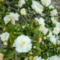 Colorful Camellia Japonica Live Plant Large Flowers, Camellia Bush Tree in 4 Inc Pot for Planting, 5-10 Inches in Tall (White)