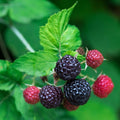 Raspberry Plant Live for Planting 6 to 12 Inch Height, Raspberry Bush Live Plant to Grow, Sweet Raspberries Seedling Outdoor (Black Raspberry)