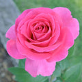 Rose Plant Live in Pot for Planting, Fragrant Roses Flowers, Summer Blooming Ornamental Garden Shrub (Pink Rose)