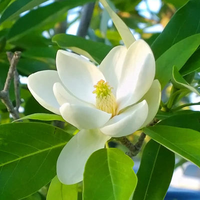 Sweetbay Magnolia Tree Live Plant, Laurel Magnolia Shrub Tree Live Plant in 2.5" Pot, 6-12 Inches