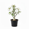 Desert Rose Live Plant, Adenium Desert Rose 4-8'' Tall, Hardy Flowering Succulent for Indoor Outdoor Gardens (White Flowers)