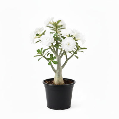 Desert Rose Live Plant, Adenium Desert Rose 4-8'' Tall, Hardy Flowering Succulent for Indoor Outdoor Gardens (White Flowers)