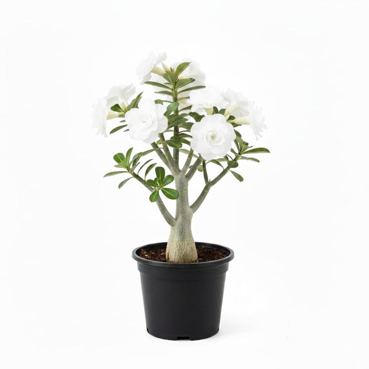 Desert Rose Live Plant, Adenium Desert Rose 4-8'' Tall, Hardy Flowering Succulent for Indoor Outdoor Gardens (White Flowers)