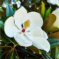 Southern Magnolia Tree Live Plant, White Magnolia Flowers Bush 6 to 12 Inches Height, Fragrant Magnolia Shrub