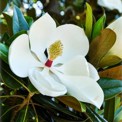 Southern Magnolia Tree Live Plant, White Magnolia Flowers Bush 6 to 12 Inches Height, Fragrant Magnolia Shrub