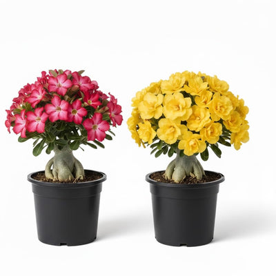 2 Mix Desert Rose Live Plant, Succulent Cactus Plant, Adenium Desert Rose Plant Live, Colorful Bonsai Tree, 4 to 8 Inches Tall