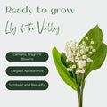 Set 5 Lily of The Valley Bare Roots, Fragrant Spring Flowers for Garden, Patio, and Containers