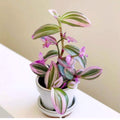 Tradescantia Plant Live 4'' Pot, Variegated Wandering Jew, Tradescantia Hanging Vine, Indoor Houseplant for Planting (Pink Wandering Jew)
