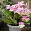 Bicolor Streptocarpus Plant Live, Ladyslipper Primrose Flowering Houseplant in 3.25 Inch Pot, Indoor Blooming Plants for Planting, 4-8 Inches