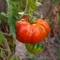 Beefsteak Tomato Plants Live in 4" Pot, 4-6 Inch Tall Starter Plants, Large Slicing Tomato for Garden, Patio and Container Growing