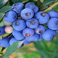 Fresh Sweet Blueberry Plant Live for Planting, Blueberry Bushes for Planting, 4"-7" Cold Hardy Blueberries Southern Highbush