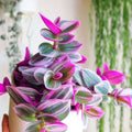 Live Tradescantia Nanouk Plant, Pink Wandering Jew Plant for Garden, Inch Plant Live, 6 Inc Pot
