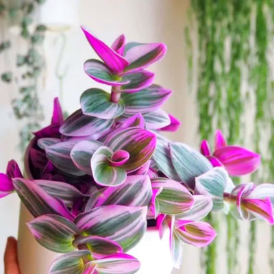 Live Tradescantia Nanouk Plant, Pink Wandering Jew Plant for Garden, Inch Plant Live, 6 Inc Pot