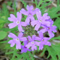 Pack 3 Light Lavender Verbena Plants Live Perennial Ground Cover, No Pot, 5-9" in Tall, Can Grow As Trailing Bushes, Spring Flowers
