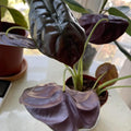 Rare Alocasia Plant, Red Alocasia Live Plant in 4 Inches Pot for Houseplant