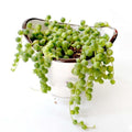 String of Pearls Plant Live, Succulent Trailing Vine, Indoor Houseplant Live in Pot